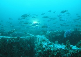 生き物を育む魚礁ブロック